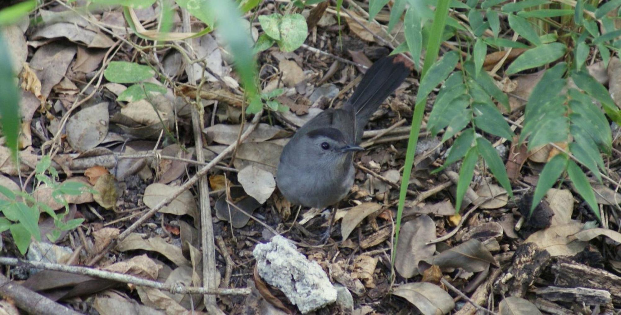 Mini Pini Birdwatching And Cenote Loft4 You Only Villa Cozumel Exterior foto