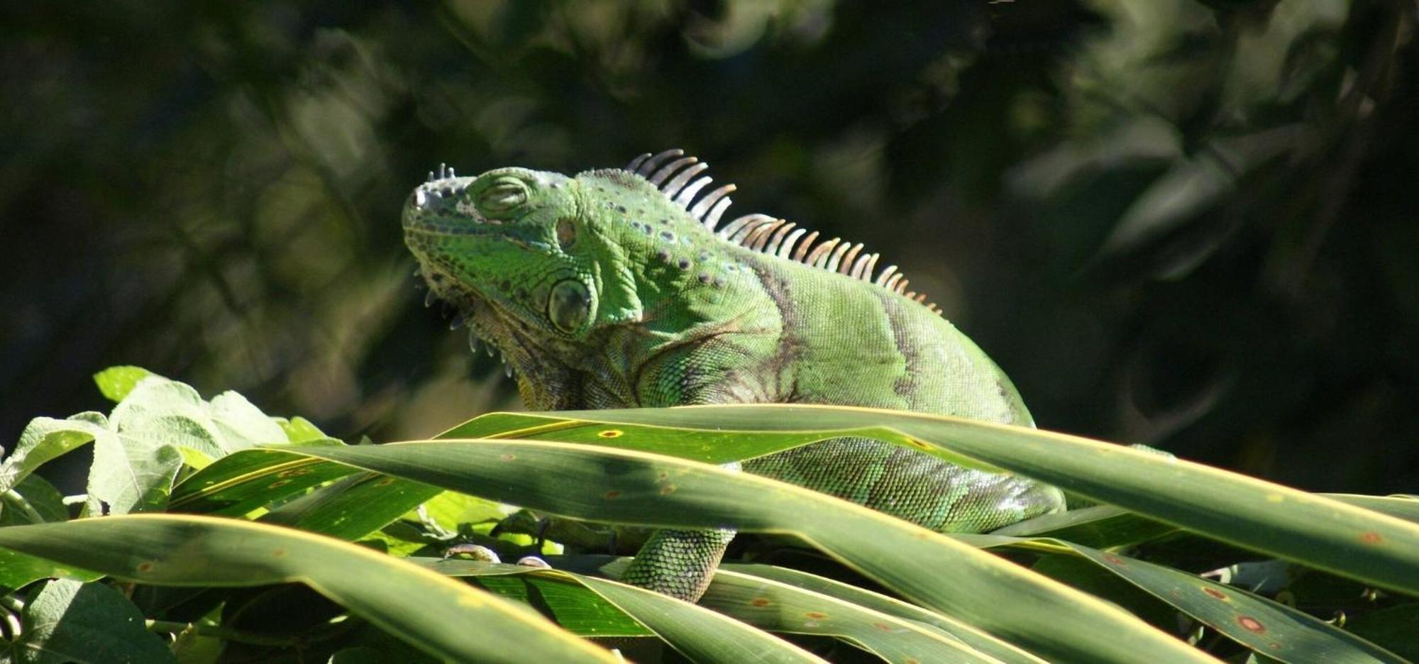 Mini Pini Birdwatching And Cenote Loft4 You Only Villa Cozumel Exterior foto