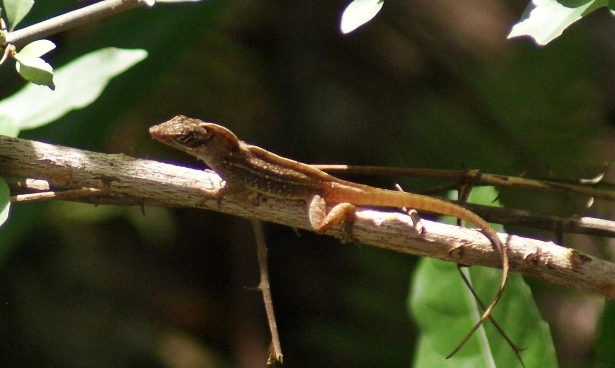 Mini Pini Birdwatching And Cenote Loft4 You Only Villa Cozumel Exterior foto