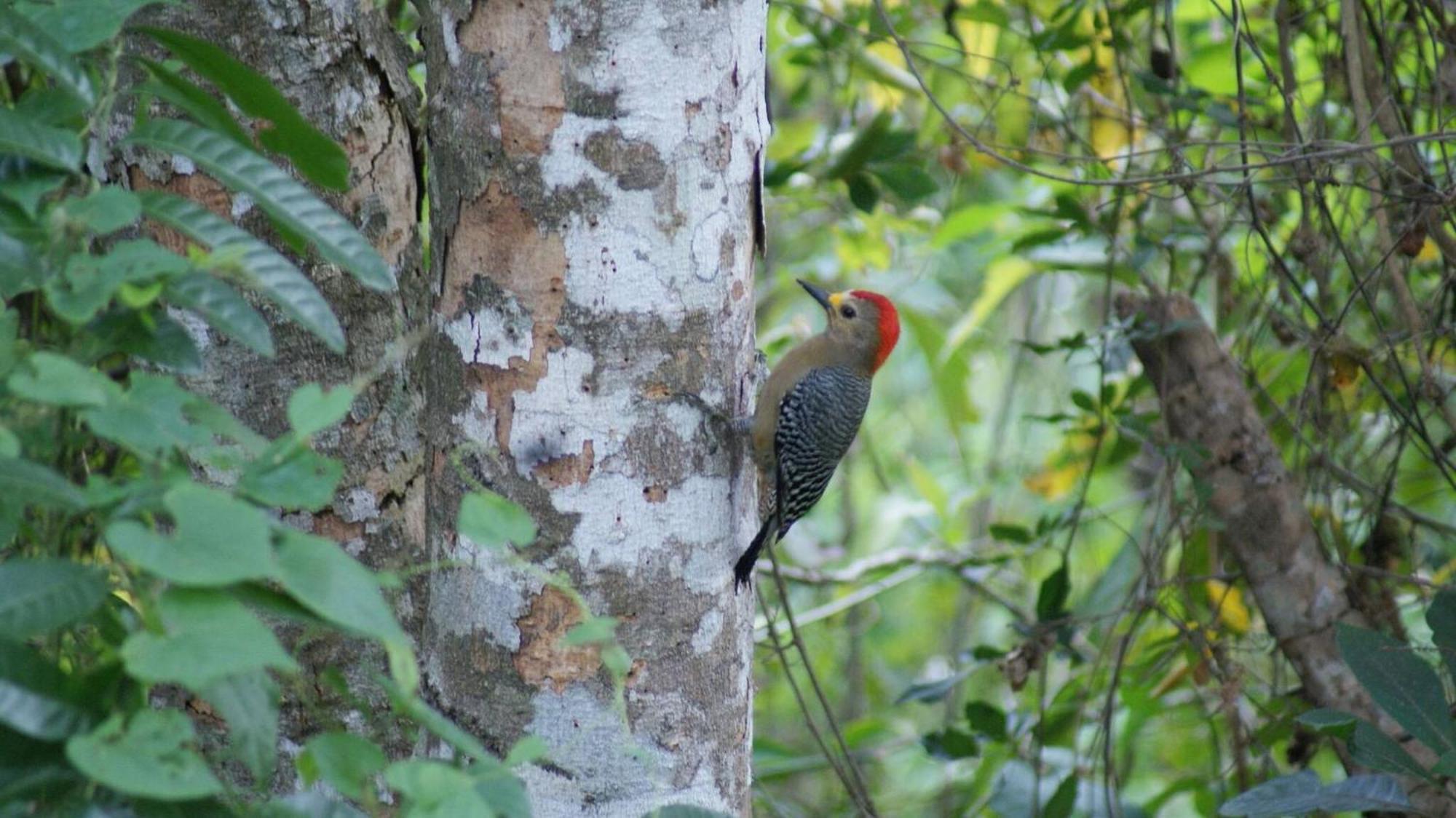 Mini Pini Birdwatching And Cenote Loft4 You Only Villa Cozumel Exterior foto