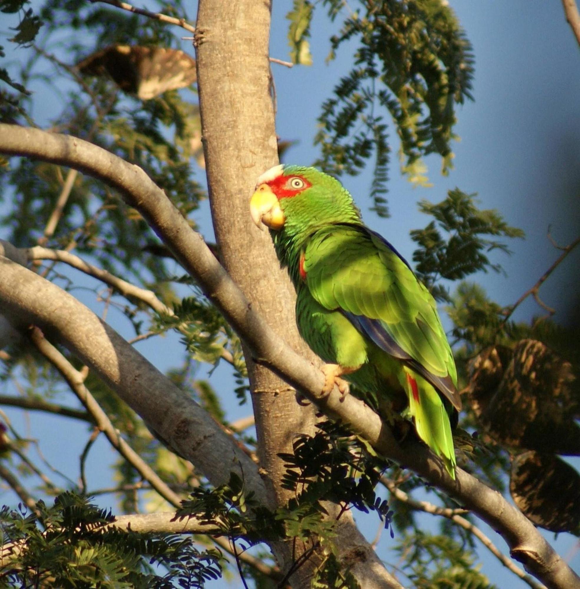 Mini Pini Birdwatching And Cenote Loft4 You Only Villa Cozumel Exterior foto